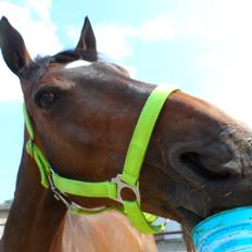 Dansk Varmblod Gredstedgårds Regitze