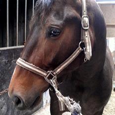 Anden særlig race Egekvist's Chili