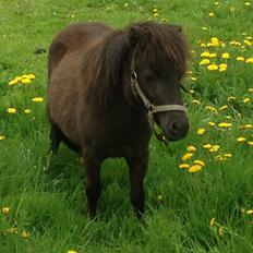 Shetlænder Miss Fiona