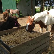 Shetlænder Miss Fiona