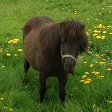 Shetlænder Miss Fiona
