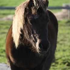 Shetlænder Jægergårdens Hikki