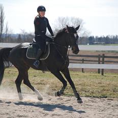 Württemberger Nashville R.I.P 24.10.2013