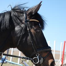 Württemberger Nashville R.I.P 24.10.2013