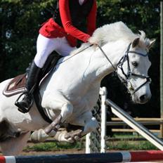 Irsk Sportspony Tigger Wallis