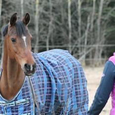 Arabisk fuldblod (OX) Amani.