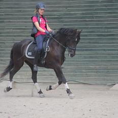 New Forest Kikkenberg's Rikki