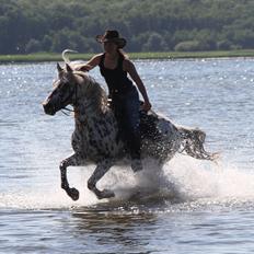 Appaloosa Collin-N