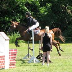 Irsk Sportspony Skywalker Merina