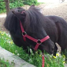 Shetlænder Madelien Af Hola(solgt)