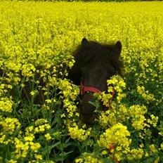 Shetlænder Madelien Af Hola(solgt)