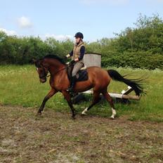 Tysk Oldenburger Queen