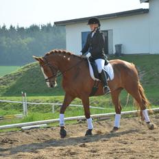 Dansk Varmblod Le'Qua