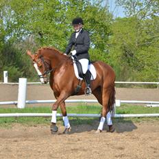 Dansk Varmblod Le'Qua