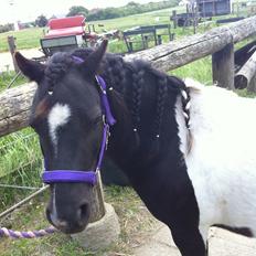 Shetlænder Bella Donna