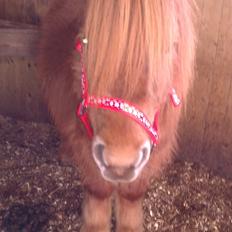 Shetlænder Isabella