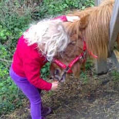 Shetlænder Isabella