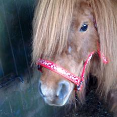 Shetlænder Isabella