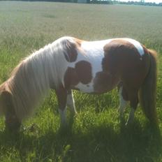Anden særlig race Baley