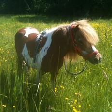 Anden særlig race Baley