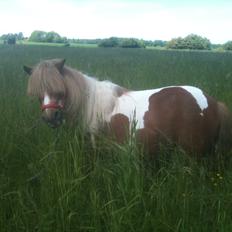 Anden særlig race Baley