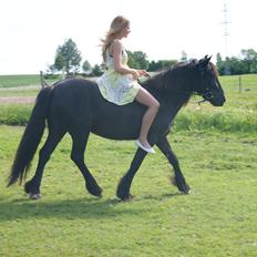 Fell pony Bakkely's Coco