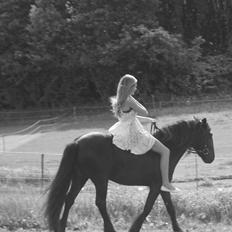 Fell pony Bakkely's Coco