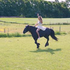 Fell pony Bakkely's Coco