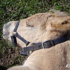 Anden særlig race Mr. Anton Holm