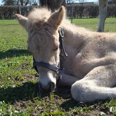 Anden særlig race Mr. Anton Holm