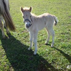 Anden særlig race Mr. Anton Holm