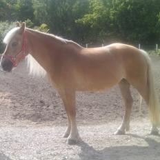 Haflinger Colibri