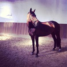 Dansk Varmblod Atterupgaards Lathyrus <3 (solgt)