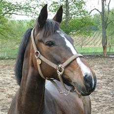 Anden særlig race Rosalin