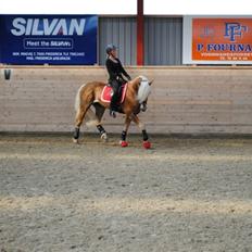 Haflinger William hah19