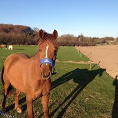 Pinto Aya Jane á jungshoved SOLGT