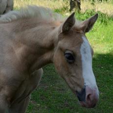 Palomino Søvangs Miss Dior