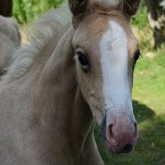 Palomino Søvangs Miss Dior