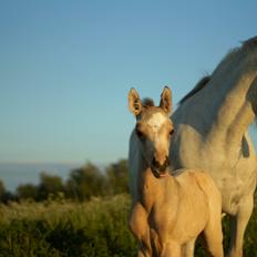 Connemara Capall Daimhín