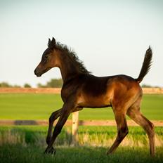 Arabisk fuldblod (OX) SAF Jamar Z