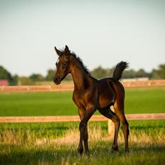 Arabisk fuldblod (OX) SAF Jamar Z