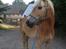 Tyroler Haflinger Wilox