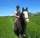 Irish Cob Næbbets Baldrian