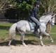 Welsh Partbred (Sec F) klintholms Miss Amy