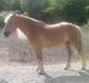 Haflinger Colibri