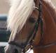 Haflinger William hah19