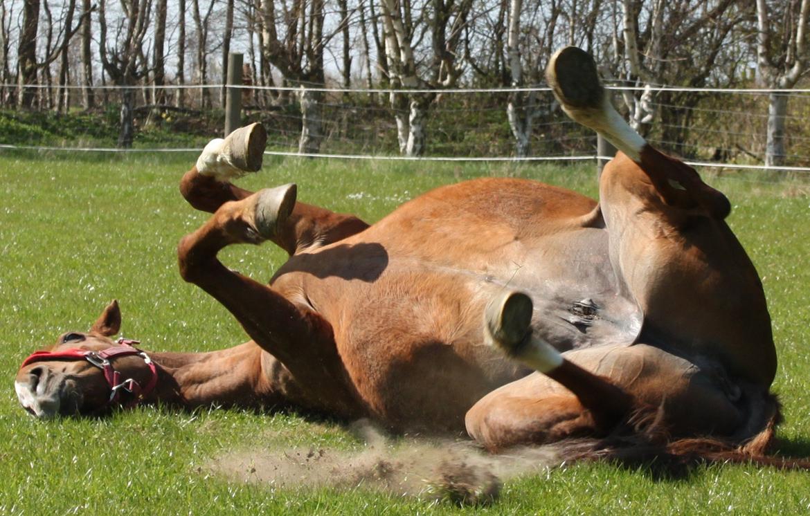 Dansk Varmblod Arizona - min lille tromle:) 2013 billede 12