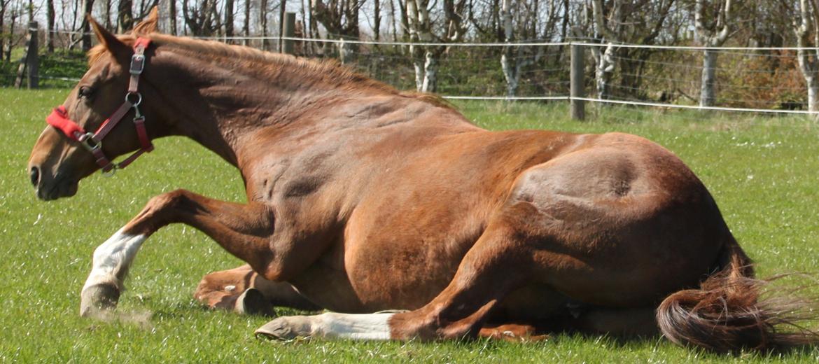 Dansk Varmblod Arizona - for mig er du verdens dejligste:)<3 billede 13