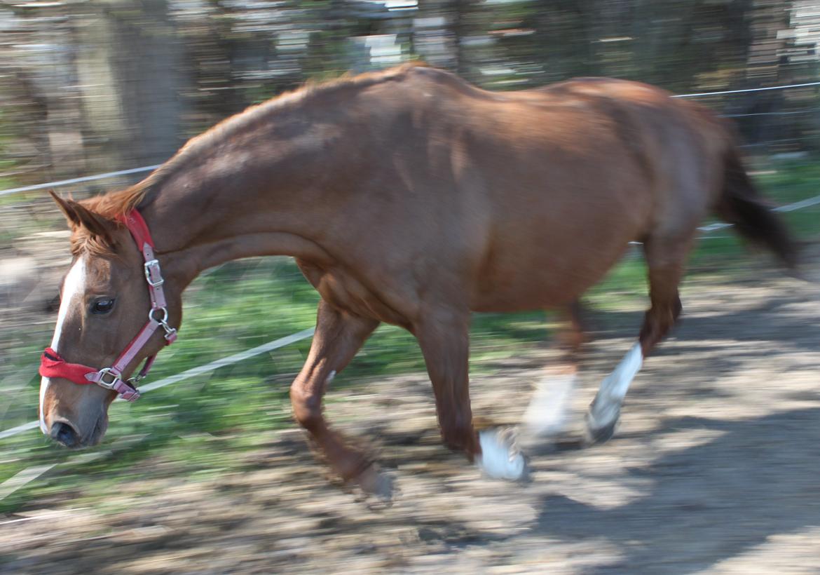 Dansk Varmblod Arizona - GRAAAAAAAAAAAAAASS!!!!!:)åets første sommerfold fydt med dejlig GRAAAAAAAAAAAAAAAAAAAAAAAAS:D billede 11