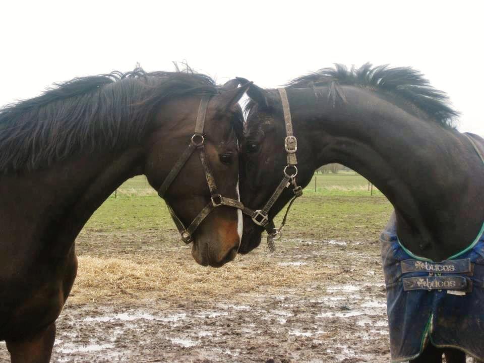 Hannoveraner Linnebjerg's Dollar Girl billede 15